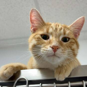 Tabby Cats Available for Adoption - Rowan | PetCurious