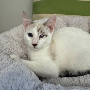 Captain Jack -  Domestic Short Hair Cat for Adoption in Pleasant Hill, California - Captain Jack | PetCurious