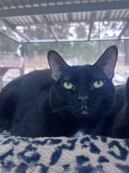 Domestic Short Hair Cats Available for Adoption - Bazaar | PetCurious