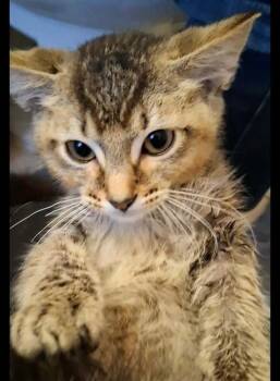 Tiger -  Domestic Medium Hair Cat for Adoption in Shawnee, Oklahoma - Tiger | PetCurious