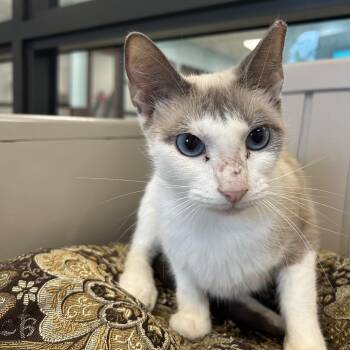 Suzie (FKA Jessica) -  Siamese Cat for Adoption in West Palm Beach, Florida - Suzie (FKA Jessica) | PetCurious