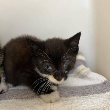 Neptune -  Domestic Short Hair Cat for Adoption in Harrisonburg, Virginia - Neptune | PetCurious