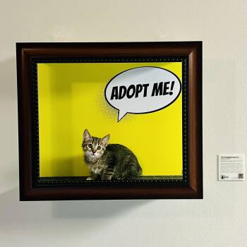 Rescue Tabby Cats for Adoption in Los Angeles, California - Luke | PetCurious