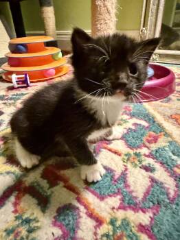 Tuxedo and Domestic Short Hair Cats Available for Adoption in Georgetown, Kentucky - Shamu | PetCurious