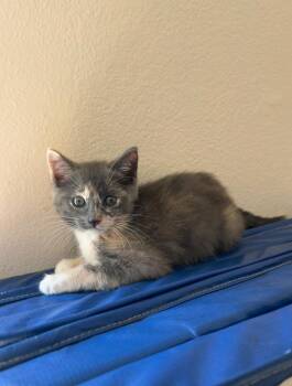 Gracie (downey) ADOPTED -  Calico Cat for Adoption - Gracie (downey) ADOPTED | PetCurious