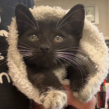 Delicia-C -  Domestic Short Hair Cat for Adoption in East St. Louis, Illinois - Delicia-C | PetCurious