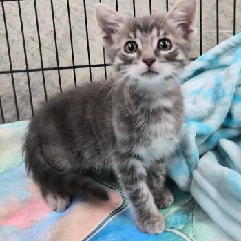 Sugarcube -  Domestic Short Hair Cat for Adoption in Montgomery, Alabama - Sugarcube | PetCurious