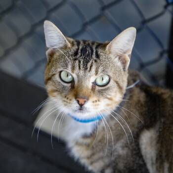Rescue Domestic Short Hair Cats for Adoption in Tampa, Florida - Tito | PetCurious