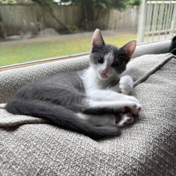 Nini -  Domestic Short Hair Cat for Adoption in Woodinville, Washington - Nini | PetCurious