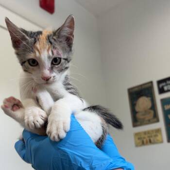 Juniper Berry -  Domestic Short Hair Cat for Adoption in Livingston, Texas - Juniper Berry | PetCurious