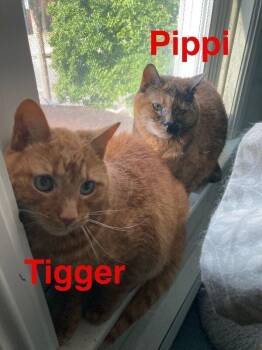 Tigger -  Domestic Short Hair Cat for Adoption - Tigger | PetCurious