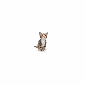 Furazil -  Domestic Short Hair Cat for Adoption in Los Angeles, California - Furazil | PetCurious