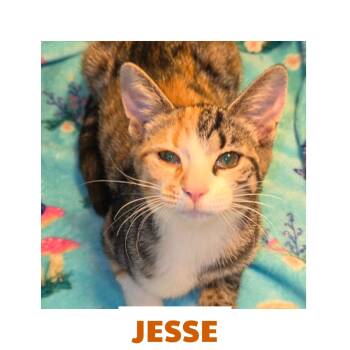Jessee -  Calico Cat for Adoption in Warren, Ohio - Jessee | PetCurious
