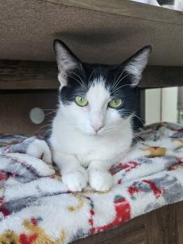 Rescue Domestic Short Hair Cats for Adoption in Huntington Beach, California - Lexi | PetCurious
