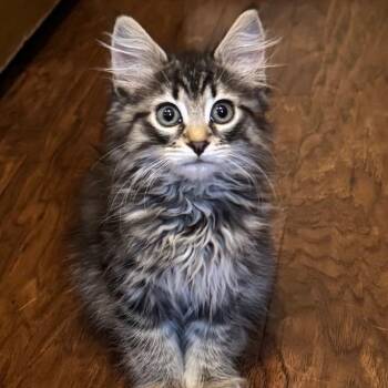 Rose -  Domestic Medium Hair Cat for Adoption in Keizer, Oregon - Rose | PetCurious