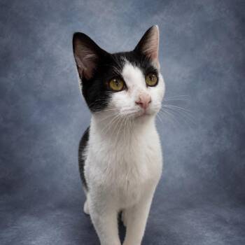 Baby Moo Moo -  Domestic Short Hair Cat for Adoption in Donalsonville, Georgia - Baby Moo Moo | PetCurious