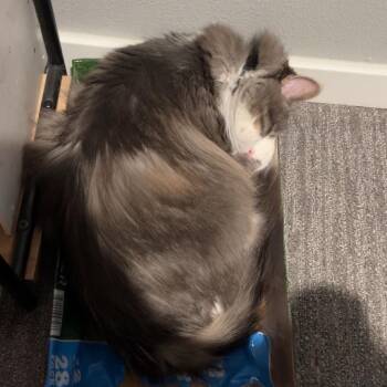 Noodle -  Domestic Long Hair Cat for Adoption in Rochester, Minnesota - Noodle | PetCurious