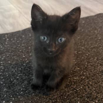 Foster -  Domestic Short Hair Cat for Adoption in New York, New York - Foster | PetCurious