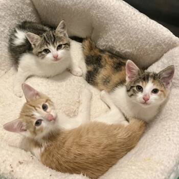 Rescue Torbie and Domestic Short Hair Cats for Adoption in Knoxville, Tennessee - Henderson | PetCurious
