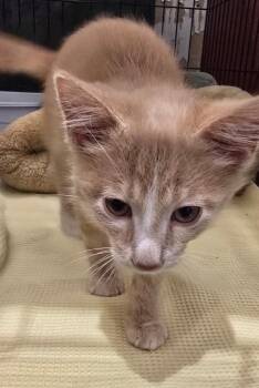 Cody -  Domestic Short Hair Cat for Adoption in St. Cloud, Minnesota - Cody | PetCurious