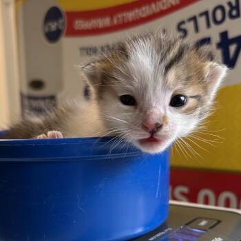 Puppycat -  Domestic Short Hair Cat for Adoption in Denver, Colorado - Puppycat | PetCurious