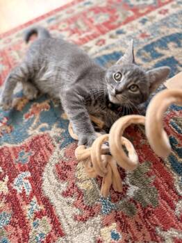 Daisy -  Domestic Short Hair Cat Available for Adoption in Marblehead, Massachusetts - Daisy | PetCurious