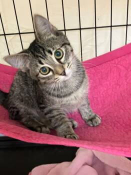 Rescue Domestic Short Hair Cats for Adoption in Lunenburg, Massachusetts - Celia | PetCurious