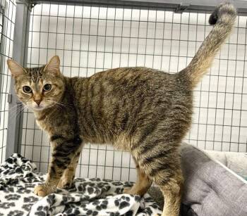 Noodles -  Tabby Cat for Adoption in Westlake Village, California - Noodles | PetCurious
