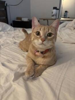 Mav -  Domestic Short Hair Cat for Adoption in Bellevue, Washington - Mav | PetCurious