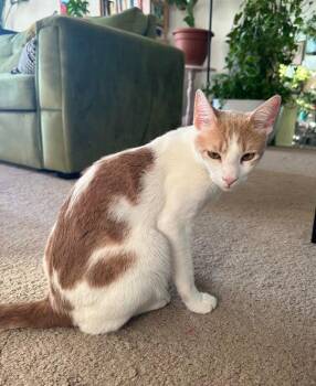 Domestic Short Hair Cats Available for Adoption in Herndon, Virginia - Gemini & Mystery - BONDED | PetCurious