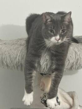 Cunningham -  Domestic Short Hair Cat for Adoption - Cunningham | PetCurious