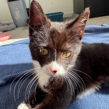 Domestic Short Hair Cats Available for Adoption in York, Pennsylvania - Humpty Dumpty | PetCurious