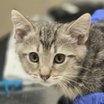Tony -  Domestic Short Hair Cat for Adoption in Wickenburg, Arizona - Tony | PetCurious