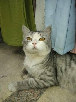 SimSim -  British Shorthair Cat for Adoption in Wolcott, Connecticut - SimSim | PetCurious