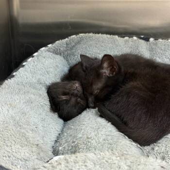 Matilda and Grapejuice -  Domestic Short Hair Cat Available for Adoption in New Milford, Connecticut - Matilda And Grapejuice | PetCurious
