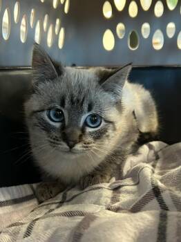 Domestic Short Hair Cats Available for Adoption - Felix | PetCurious