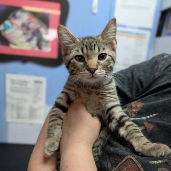 Bart -  Domestic Short Hair Cat for Adoption in Cape Girardeau, Missouri - Bart | PetCurious