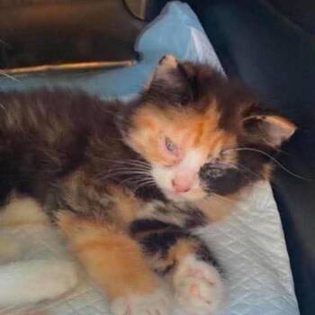 Mindy 2 -  Domestic Short Hair Cat for Adoption in Winchester, Virginia - Mindy 2 | PetCurious