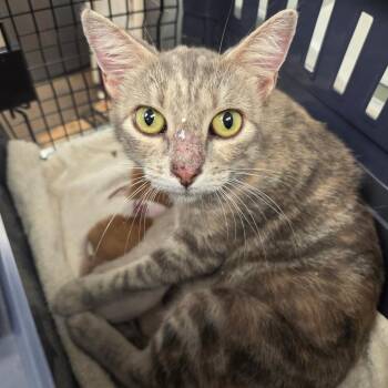 Porky -  Domestic Short Hair Cat for Adoption in Chattanooga, Tennessee - Porky | PetCurious