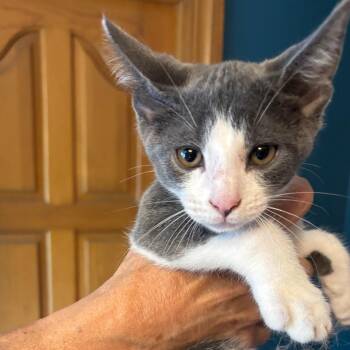Bruce -  Domestic Short Hair Cat for Adoption in Greenfield, Indiana - Bruce | PetCurious