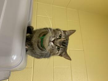 Rescue Domestic Short Hair Cats for Adoption in Keokuk, Iowa - Toasty | PetCurious