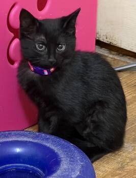 The Golden Girls -  Domestic Short Hair Cat for Adoption in Mount Bethel, Pennsylvania - The Golden Girls | PetCurious