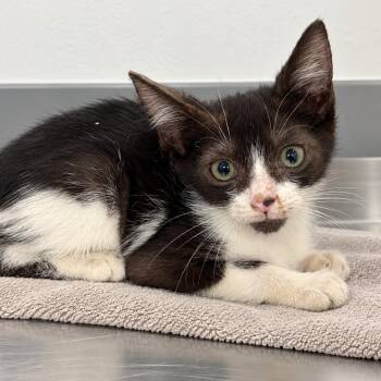Boo Boo Keys -  Domestic Short Hair Cat for Adoption in Austin, Texas - Boo Boo Keys | PetCurious