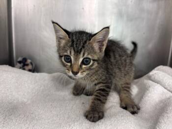 DREW -  Domestic Short Hair Cat for Adoption in Houston, Texas - DREW | PetCurious