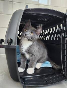 Delta -  Domestic Short Hair Cat for Adoption in Healdsburg, California - Delta | PetCurious