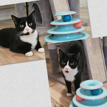 Maggie -  Domestic Short Hair Cat for Adoption in Naples, Florida - Maggie | PetCurious