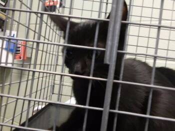 FOUNTAIN PEN -  Domestic Short Hair Cat for Adoption in Tulsa, Oklahoma - FOUNTAIN PEN | PetCurious