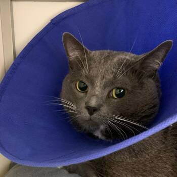 Shadow -  Domestic Short Hair Cat for Adoption in Boston, Massachusetts - Shadow | PetCurious
