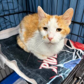 Rescue Domestic Short Hair Cats for Adoption in Normal, Illinois - Ohio | PetCurious