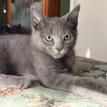 McQueen -  Domestic Short Hair Cat for Adoption in Medford, Oregon - McQueen | PetCurious